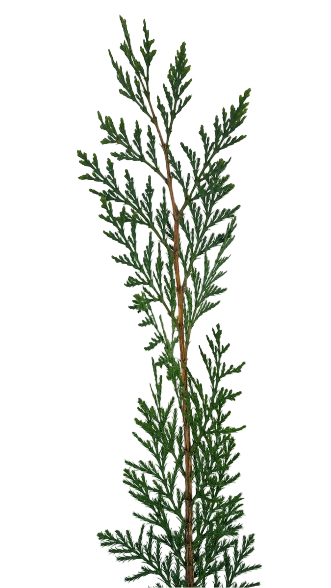 Versace Dylan Purple Pour Femme EDP Gift Set