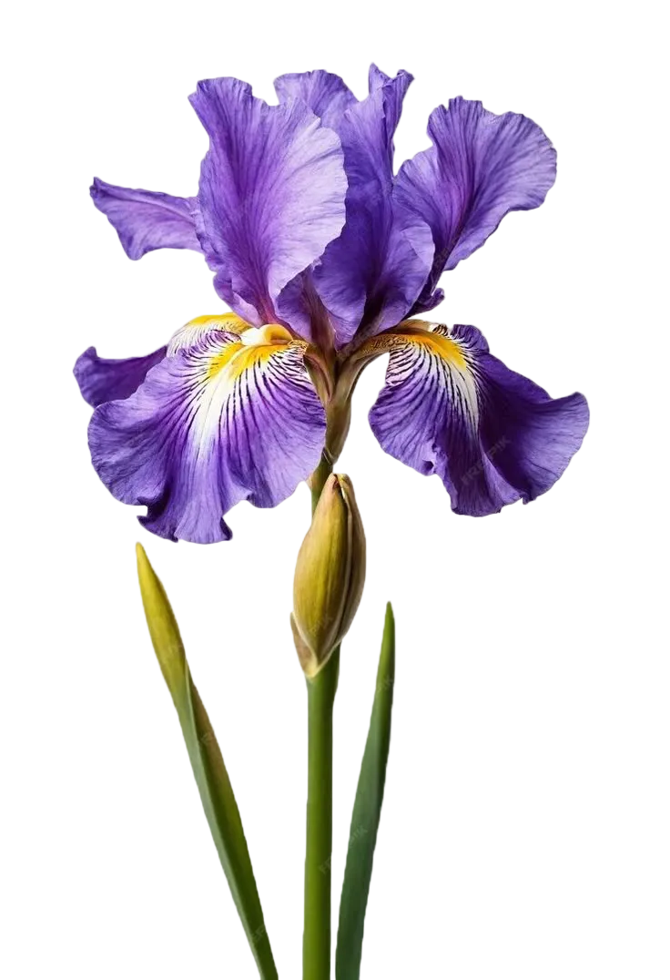 Elizabeth Arden 5th Avenue EDP 125ml