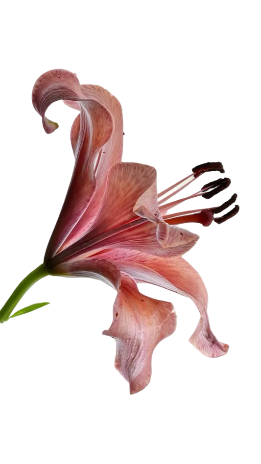 Rosendo Mateu Nº 5 Floral, Amber, Sensual Musk EDP 100ml