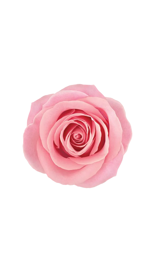 Assaf Pink Queen EDP 200ml