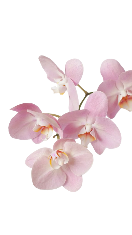 Lattafa Yara EDP 100ml