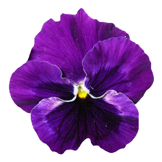 Emporio Armani Stronger With You Intensely EDP 30ml