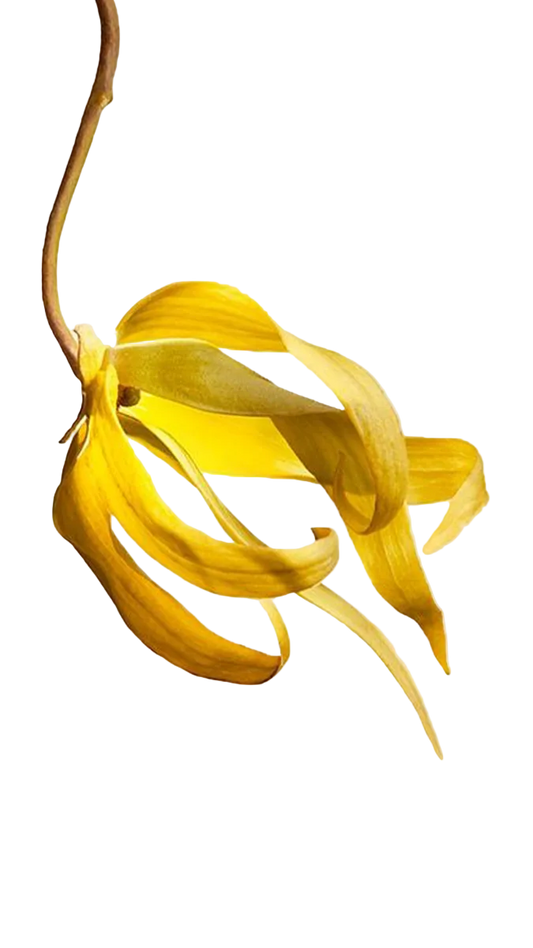 Chanel N°5 EDP 100ml