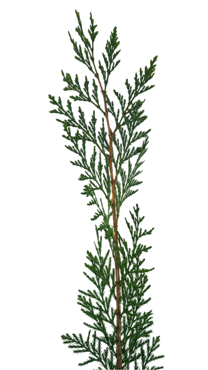 Versace Dylan Purple Pour Femme EDP Gift Set