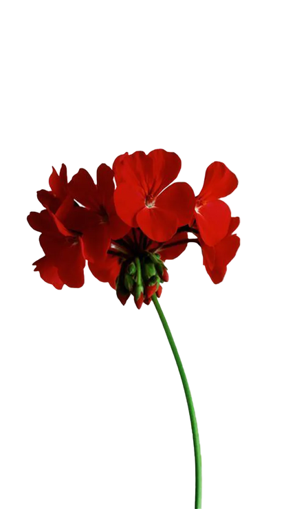 Carolina Herrera Bad Boy Cobalt Parfum Electrique EDP Gift Set