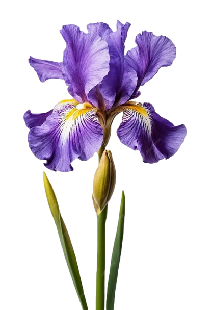 Elizabeth Arden 5th Avenue EDP 125ml