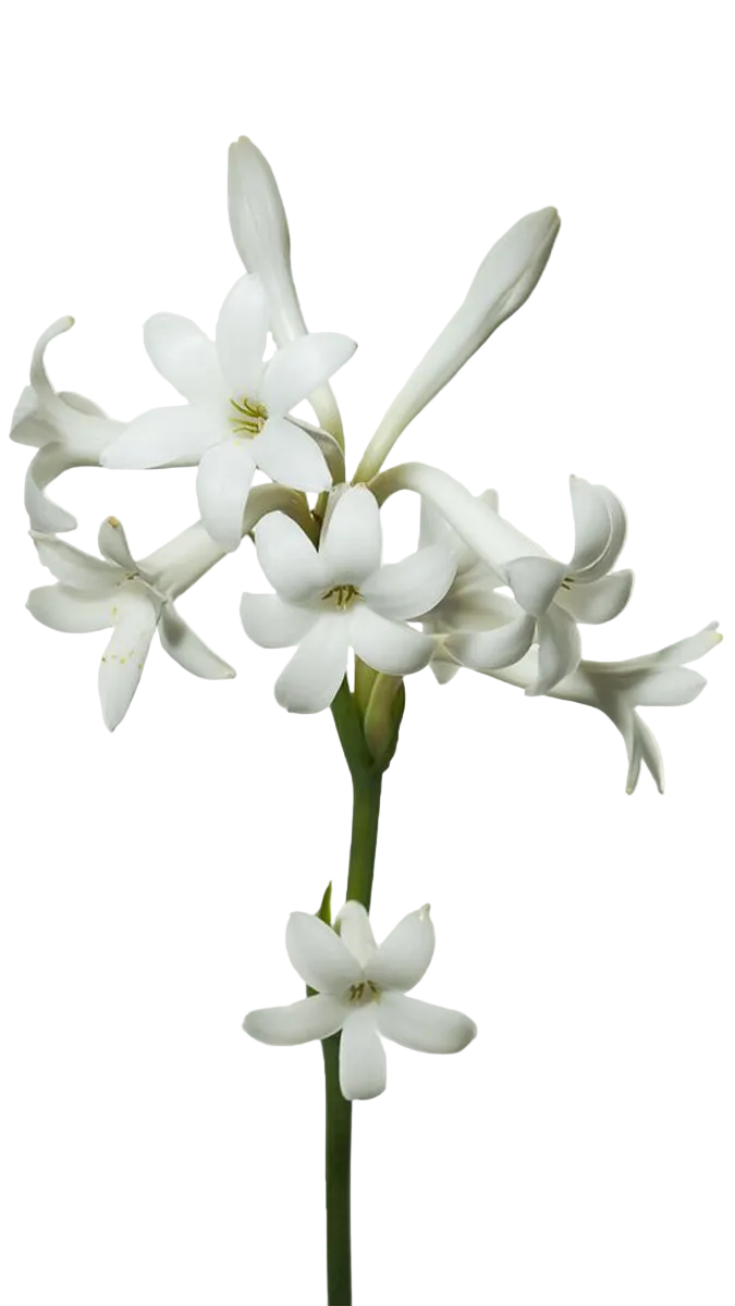 Yves Saint Laurent Libre EDP 30ml