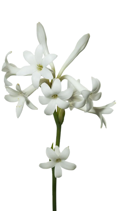 Yves Saint Laurent Libre EDP 30ml