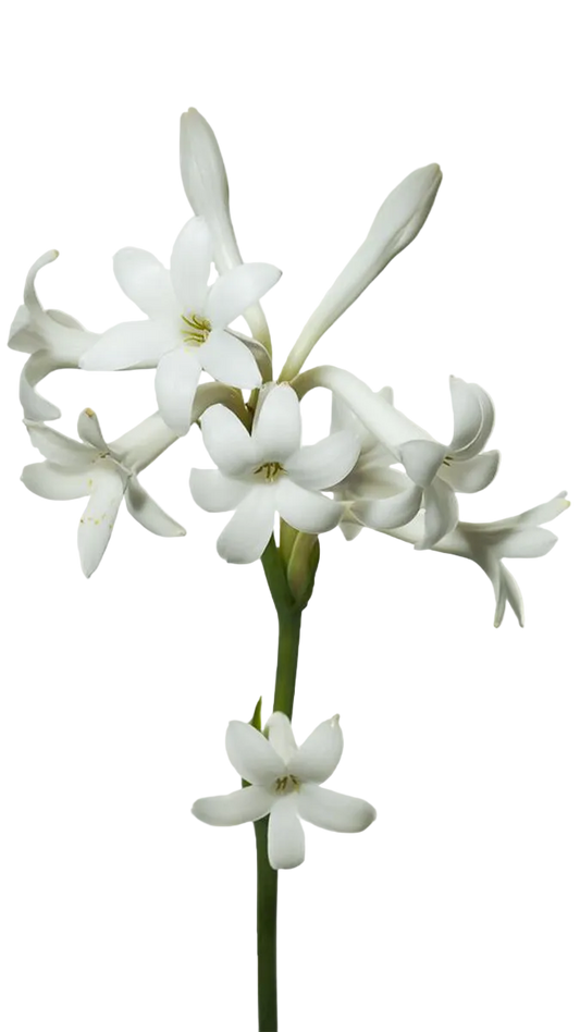 Ibraheem AlQurashi Powder Musk EDP 75ml