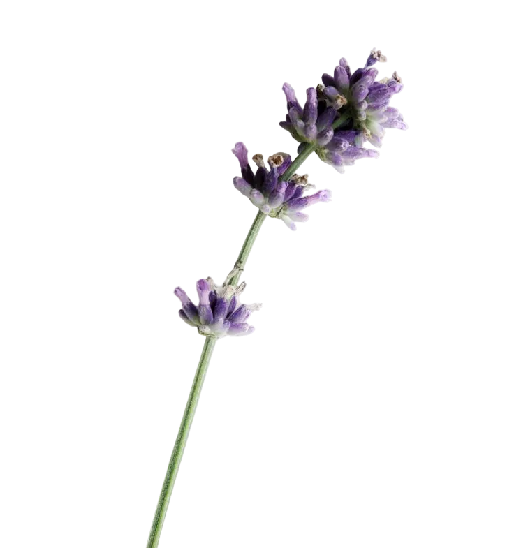 Carolina Herrera Bad Boy Cobalt Parfum Electrique EDP Gift Set