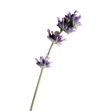 Carolina Herrera Bad Boy Cobalt Parfum Electrique EDP Gift Set