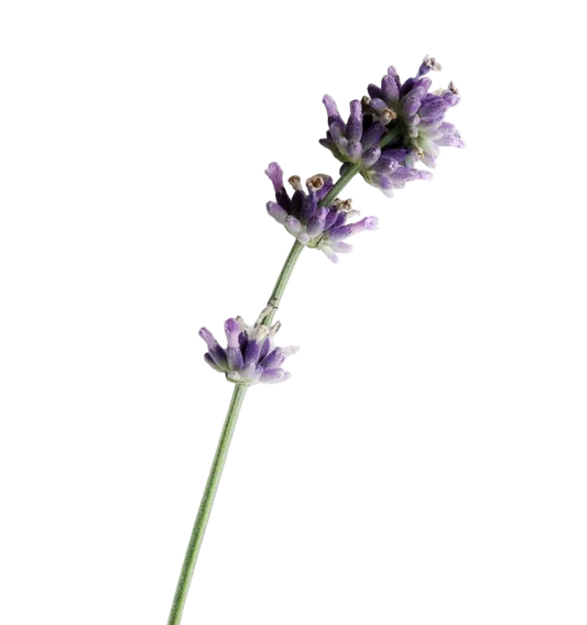 Carolina Herrera Bad Boy Cobalt Parfum Electrique EDP Gift Set