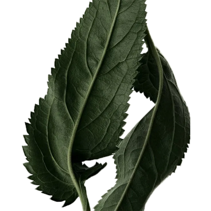 Estiara Oud Caspian EDP 100ml