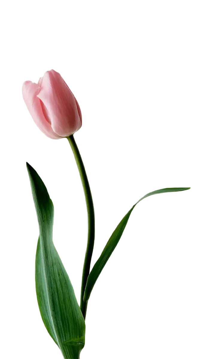 Byredo La Tulip EDP 100ml