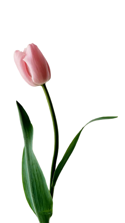 Byredo La Tulip EDP 100ml