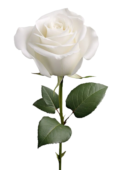 Estiara Oud Caspian EDP 100ml