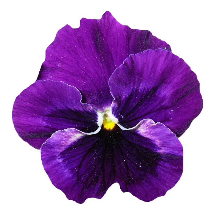 Emporio Armani Stronger With You Intensely EDP 15ml