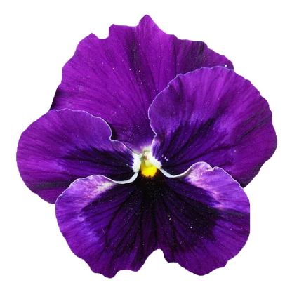 Emporio Armani Stronger With You Intensely EDP 15ml