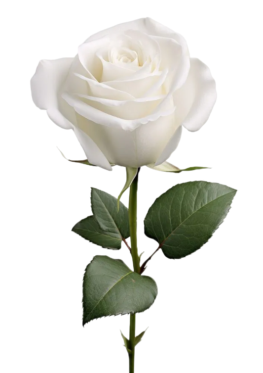 Assaf Gris Erik EDP 200ml