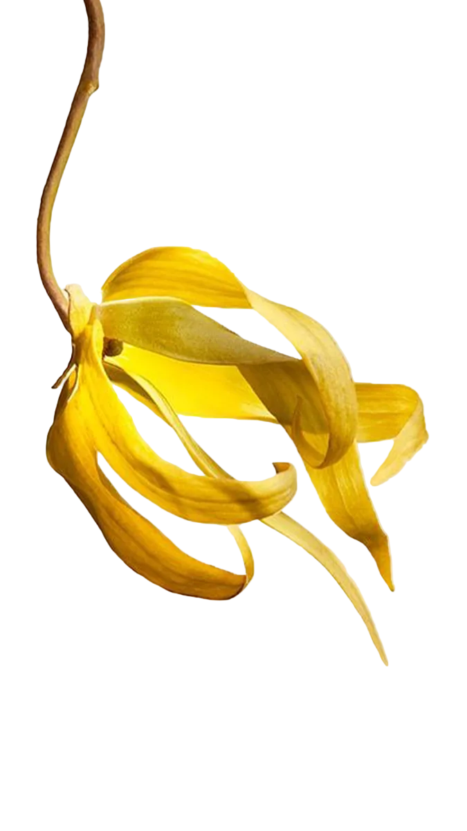 Elizabeth Arden 5th Avenue EDP 125ml