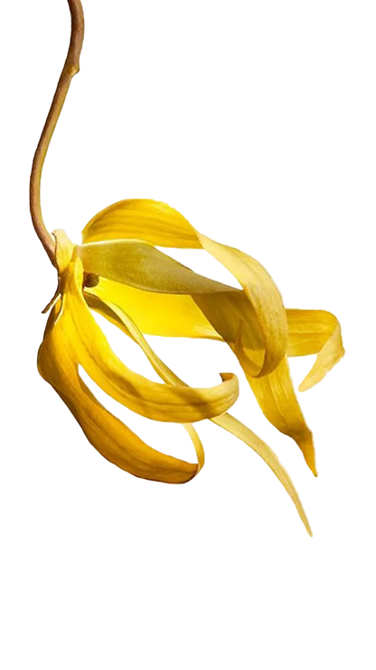 Elizabeth Arden 5th Avenue EDP 125ml